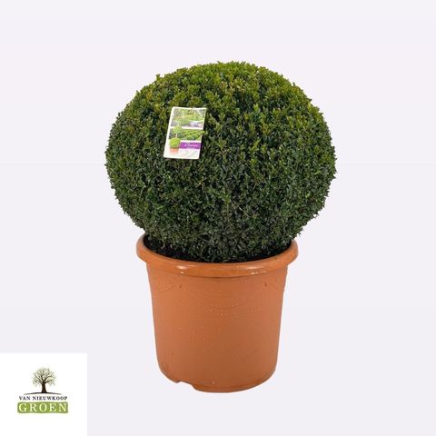 Buxus sempervirens