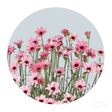 Rhodanthemum hosmariense 'Zagora Pink'