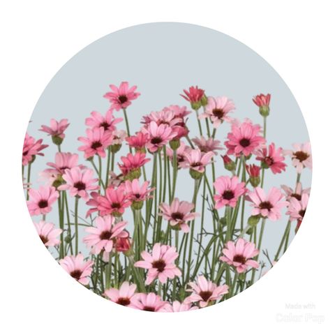 Rhodanthemum hosmariense 'Zagora Pink'