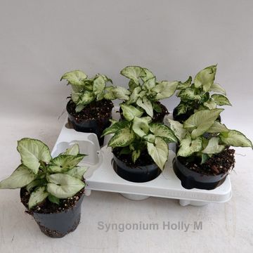 Syngonium podophyllum 'Holly M'