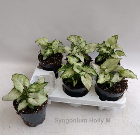 Syngonium podophyllum 'Holly M'