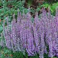 Calluna vulgaris GARDEN GIRLS FREYA