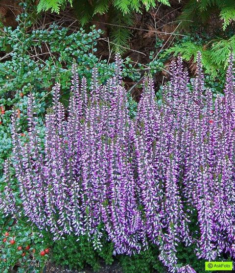 Calluna vulgaris GARDEN GIRLS FREYA