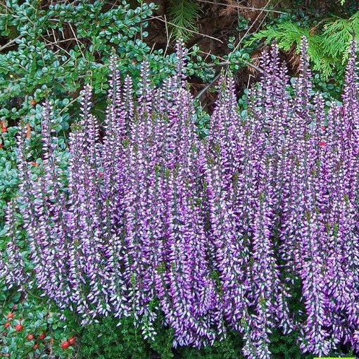 Calluna vulgaris GARDEN GIRLS FREYA