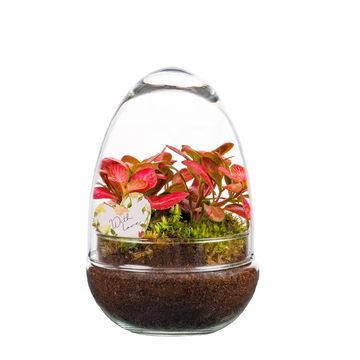 Arranjo Terrarium