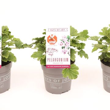 Pelargonium 'Orange Fizz'