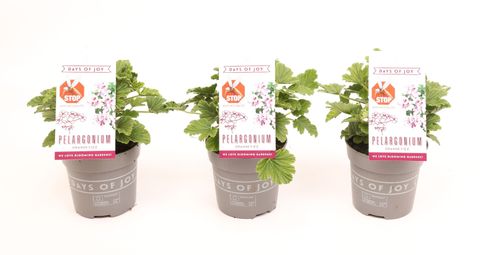 Pelargonium 'Orange Fizz'