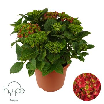 Hydrangea macrophylla MOPHEAD RED