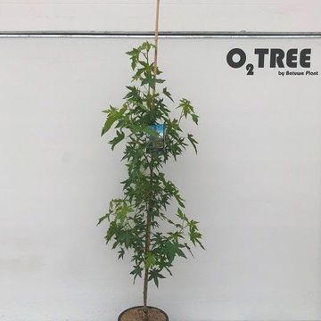 Liquidambar styraciflua 'Worplesdon'