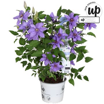 Clematis PARISIENNE BOULEVARD