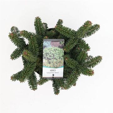 Abies balsamea 'Nana'