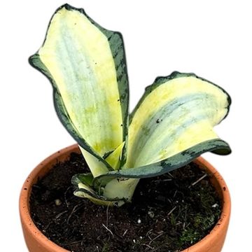 Sansevieria 'Wendy Yellow'