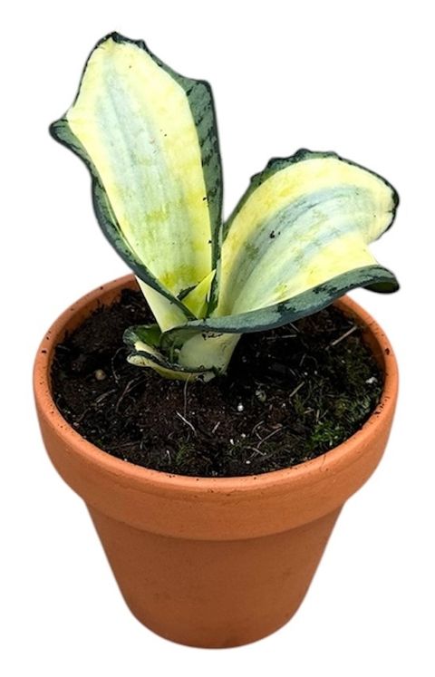 Sansevieria 'Wendy Yellow'