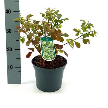 Rhus aromatica 'Grow-Low'
