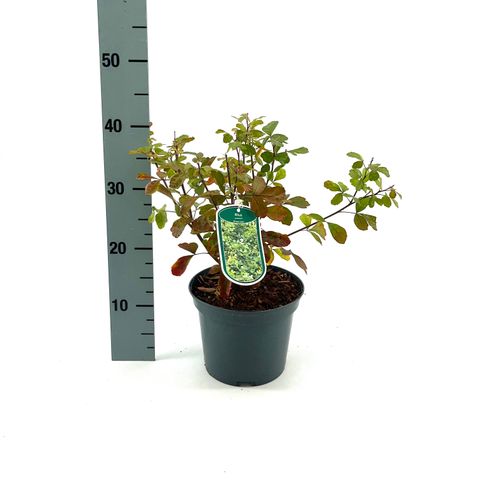 Rhus aromatica 'Grow-Low'