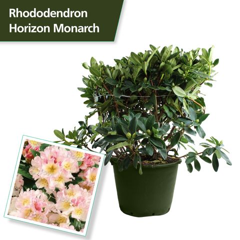Rhododendron 'Горизон Монарх'