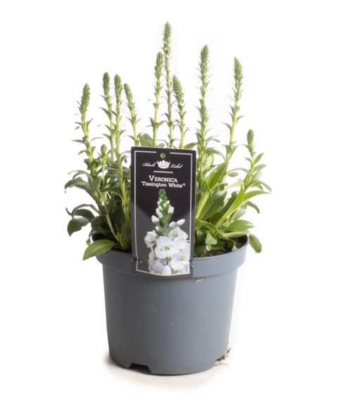 Veronica gentianoides 'Tissington White'