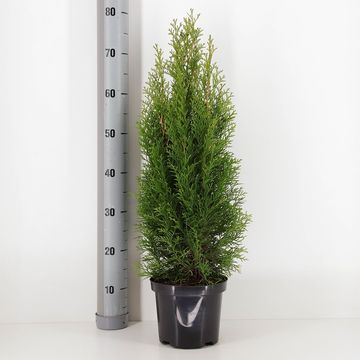 Thuja occidentalis 'Smaragd'
