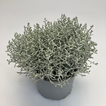 Leucophyta brownii