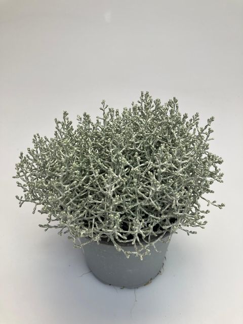 Leucophyta brownii