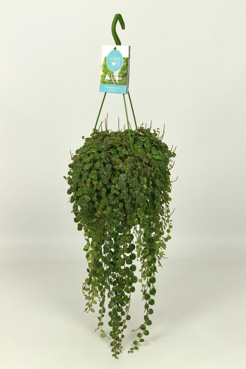 Peperomia prostrata — Plant Wholesale FlorAccess