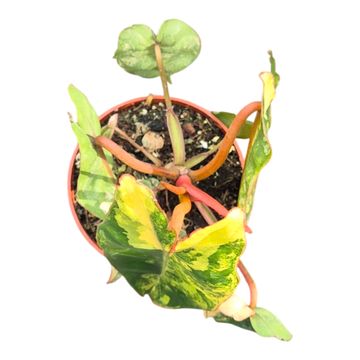 Philodendron billietiae 'Variegata'