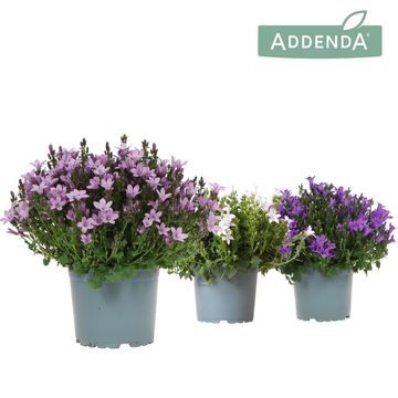 Campanula portenschlagiana AMBELLA MIX