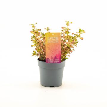 Coprosma 'Evening Glow'