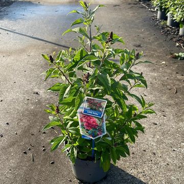 Buddleja davidii BUTTERFLY CANDY LITTLE RUBY