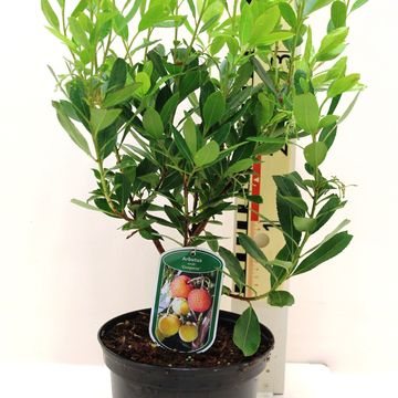 Arbutus unedo 'Compacta'