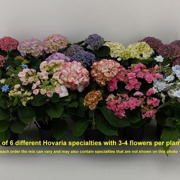 Hydrangea macrophylla HOVARIA MIX