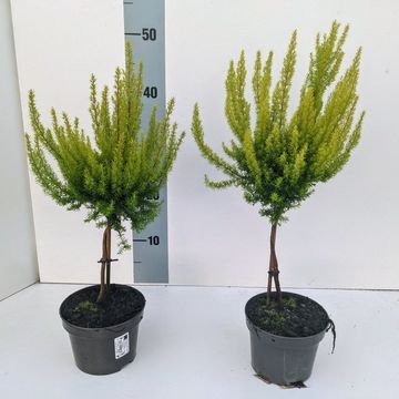 Erica arborea 'Albert's Gold'