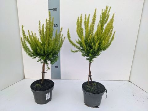 Erica arborea 'Albert's Gold'