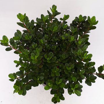 Rhododendron 'Moederkensdag' (AJ)