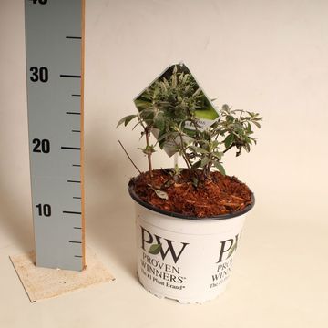 Buddleja WHITE CHIP