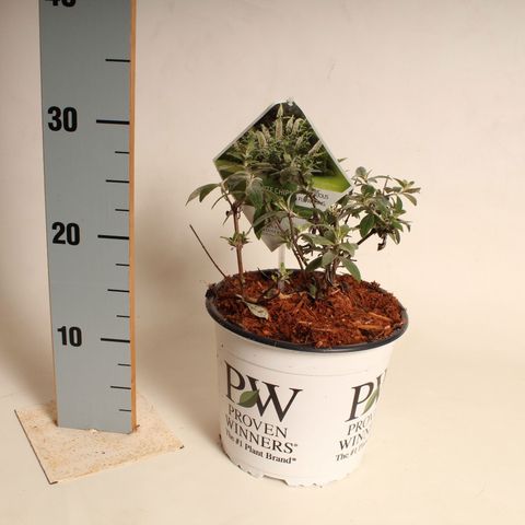 Buddleja WHITE CHIP