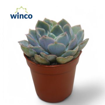 Echeveria 'Blue Speed'