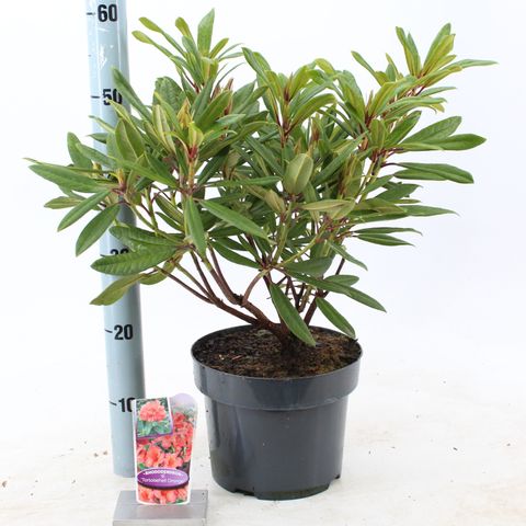 Rhododendron 'Тортойсшелл Оранж'