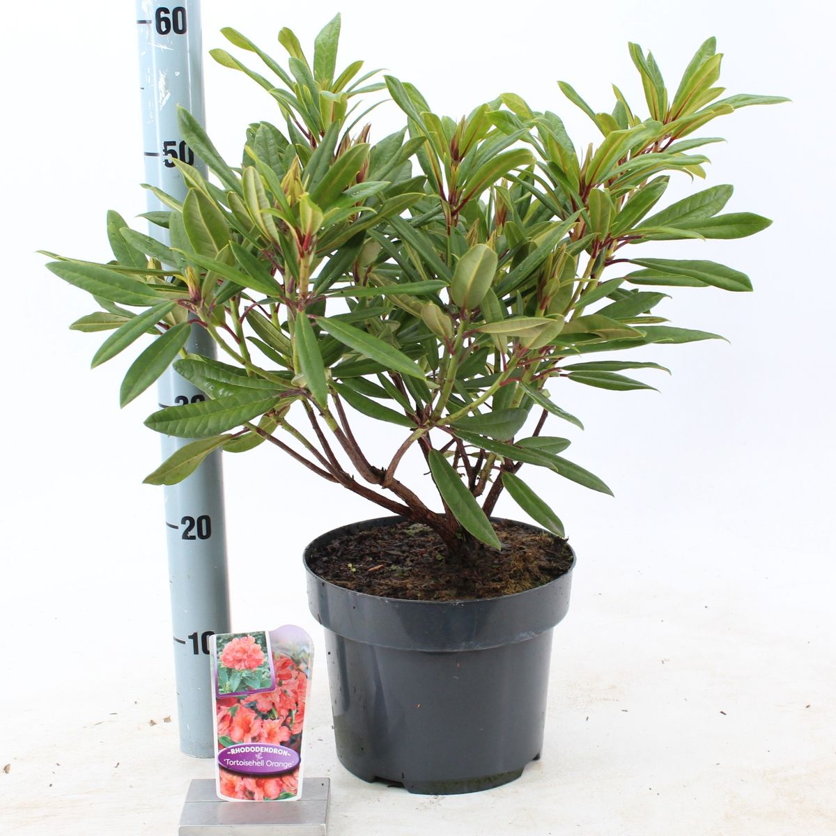 sansevieria online kaufen Sansevieria Kunstpflanze 100cm main image 0
