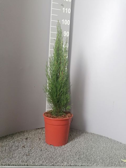 Cupressus sempervirens 'Totem'