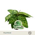 Homalomena wallisii 'Camouflage'