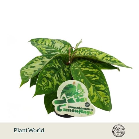 Homalomena wallisii 'Camouflage'