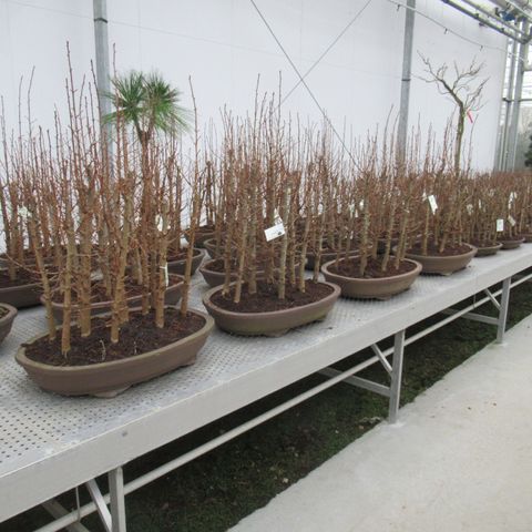 Pseudolarix amabilis