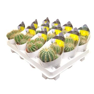 Notocactus magnificus