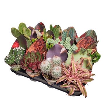 Cactus / Succulents MIX