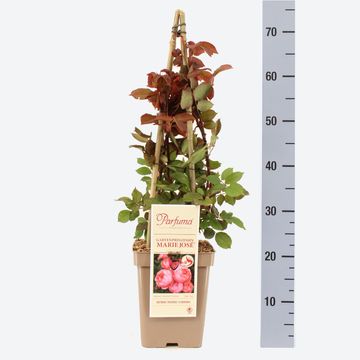 Rosa GARTENPRINZESSIN MARIE-JOSÉ