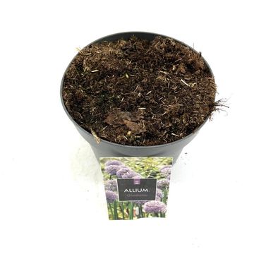 Allium 'Гладиатор'