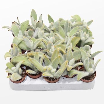 Kalanchoe villosa