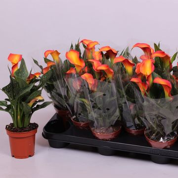 Zantedeschia 'Morning Sun'