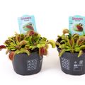 Dionaea muscipula